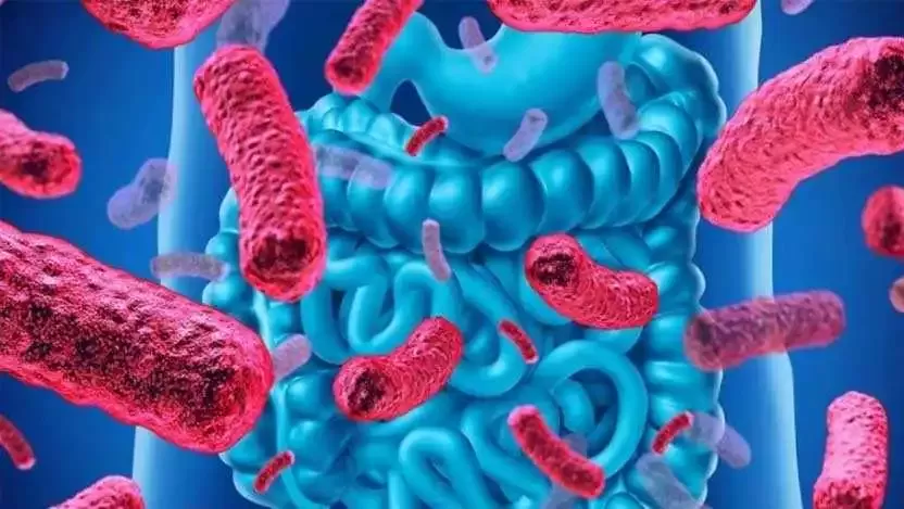 Կլոստրիդիում դիֆիցելե (C. difficile վարակ)