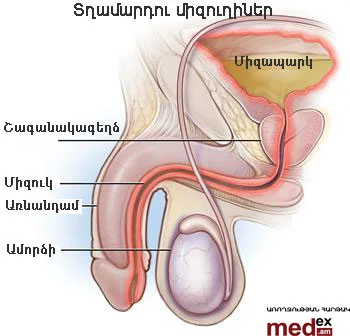 female-urinary-tract-illustration.jpg